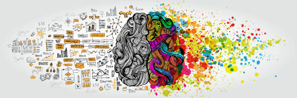 왼쪽된 바로 인간의 두뇌 개념입니다. 창의적인 부분과 사회 및 비즈니스 낙서와 로직 부분 - 창의력 stock illustrations