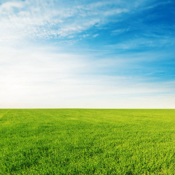 istock agriculture field and sunset in blue sky 808828260