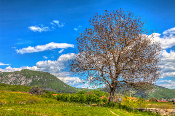 A big crumb of dried wood and a beautiful landscape, HDR Image.