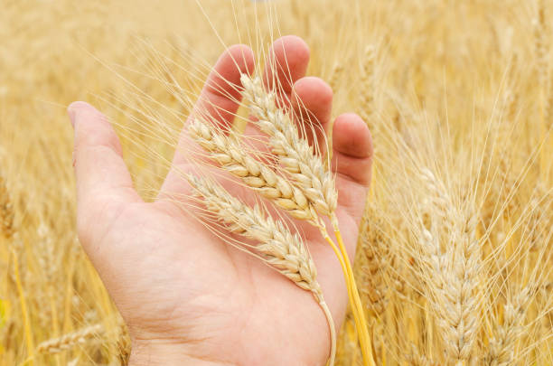 istock ripe crop in hand over field 808852150