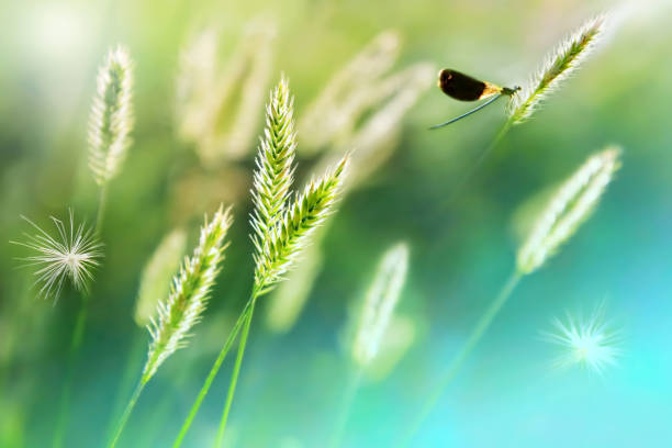istock Dragonfly on the grass stalk in the backlight. Summer artistic landscape. Soft focus. 808873638