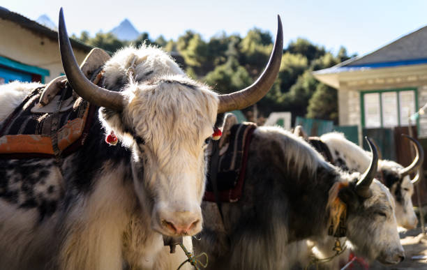 yak - namche bazaar photos et images de collection