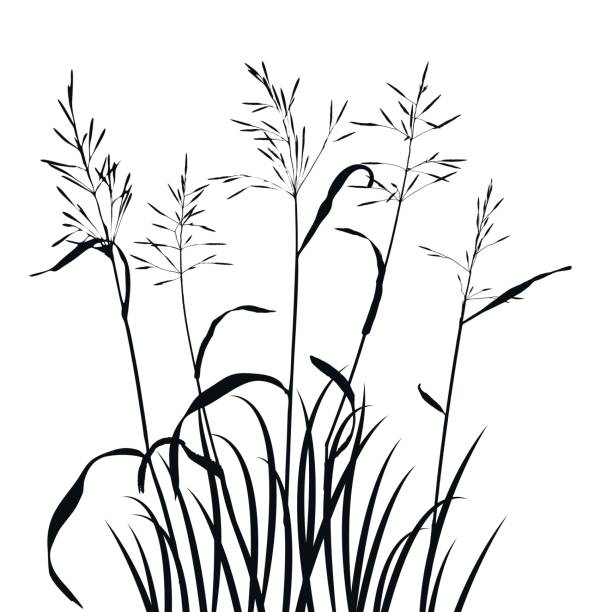 векторные дикие зерновые растения - farm vegetable black landscape stock illustrations