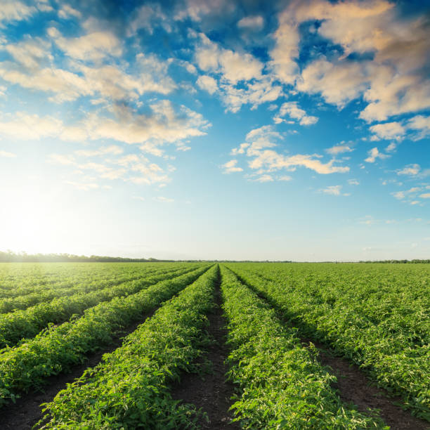 istock green agriculture field with tomatoes and sunset in blue sky with clouds 808914880