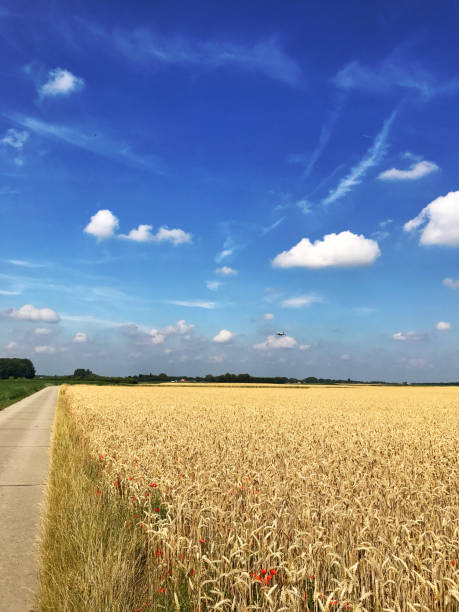 Country road leading through the wheat field.Taken on a mobile device.