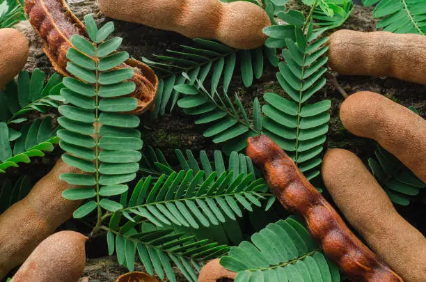 Top view of tamarind with green leaves. Tropical style.