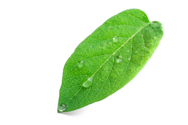 istock green leaf with drops of water. 808950450