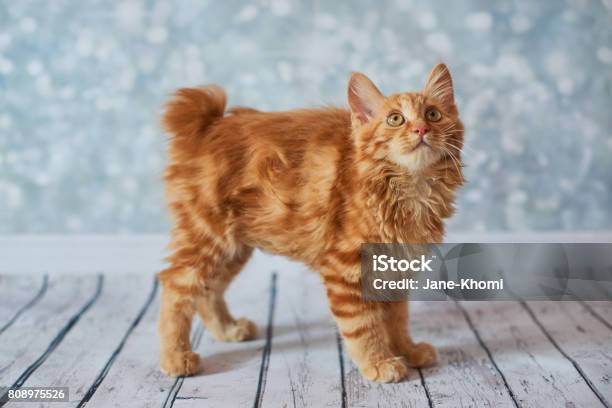 American Bobtail Cat Stock Photo - Download Image Now - Domestic Cat, Red, Animal