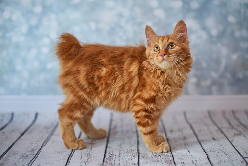 A photo of funny red american bobtail cats three monthes old on blured background