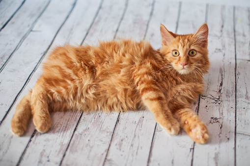 A photo of funny red american bobtail cats three monthes old on blured background