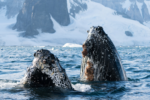 Whale watching scene: Two Humpback whale in the sea. One is showing his back and the other is showing his tail with water in front of the Icebergs at Ilulissat Icefjord, Greenland