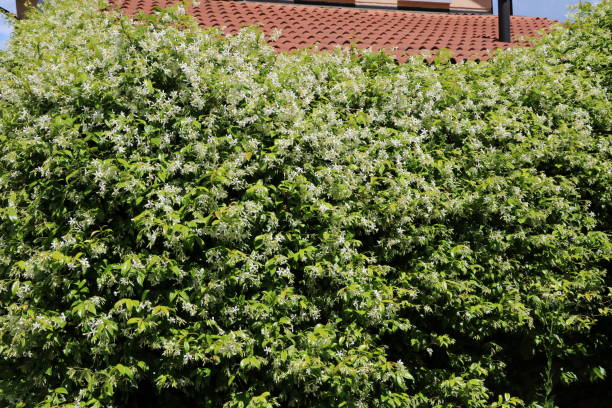 White flowers of jasminum officinale in summer, Italy White flowers of jasminum officinale in summer, Italy jasminum officinale stock pictures, royalty-free photos & images