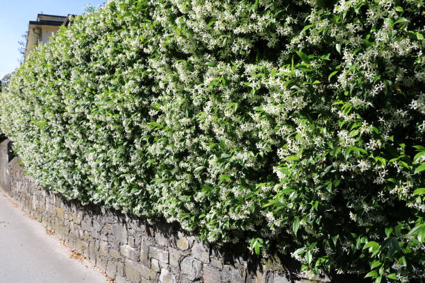 Hedge of Jasminum officinale in summer, Italy Hedge of Jasminum officinale in summer, Italy jasminum officinale stock pictures, royalty-free photos & images