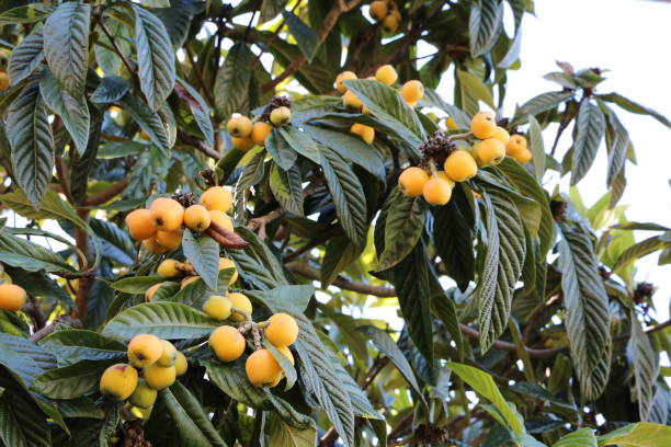 istock Nespolo tree with fruits, Italy 809019332