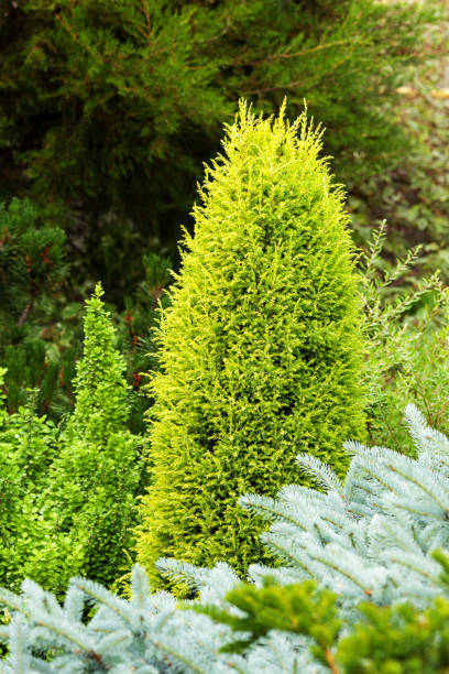 istock Juniperus communis Suecica Aurea in the garden landscape. Selective focus 809037408
