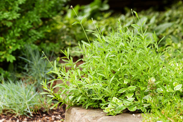 istock Green lavender bush in the garden before blooming 809037414