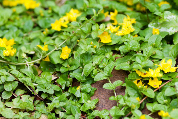 moneywort, lysimachia nummularia, goldilocks plants and yellow flowers lie on sundstone. - mammillaria cactus imagens e fotografias de stock