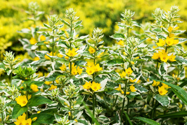 żółte kwiaty loosestrife (loosestrife alexander) z kropkowanymi liśćmi w ogrodzie. lysimachia punctata, jasna roślina wieloletnia. selektywne skupienie. - punctata zdjęcia i obrazy z banku zdjęć