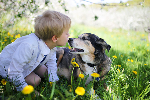 A sweet little boy is giving his rescued pet German Shepherd Dog a kiss on the nose as the relax outside in the flower meadow under the apple trees on a spring day.