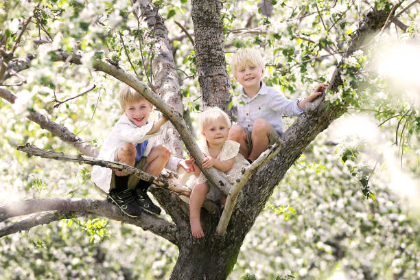 Three Cute Little Children Climbing in a Flowering Apple Tree Three little children, 2 brothers and their toddler sister are sitting in a white flowering apple tree that they have climbed on a spring day, outside. apple orchard family stock pictures, royalty-free photos & images
