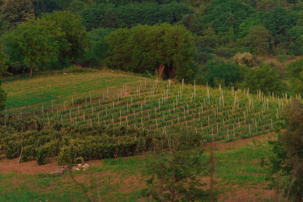 un vignoble et un seau - vineyard california carneros valley hill photos et images de collection