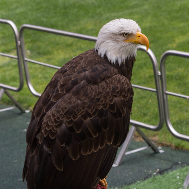 Portrait of an American Bald Eagle inside Soccer Stadium Portrait of an American Bald Eagle inside Soccer Stadium northern curly tailed lizard leiocephalus carinatus stock pictures, royalty-free photos & images