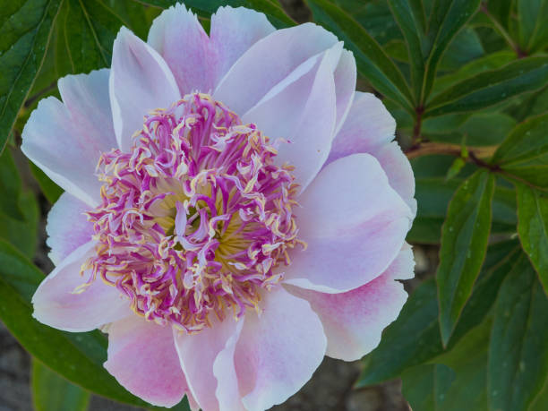 special variety of peony