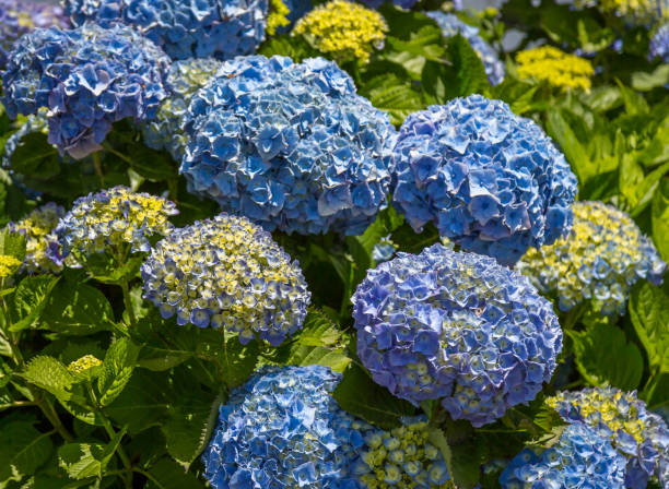 istock Hydrangeas, beautiful bush of hydrangea flowers in a garden 809075400
