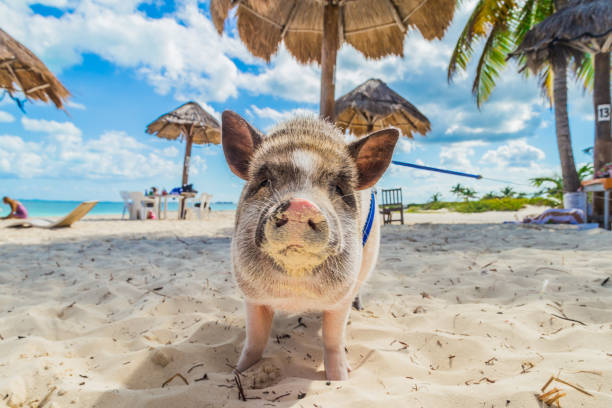 Pig on the beach. Dirty beach. Piglet under the palm trees