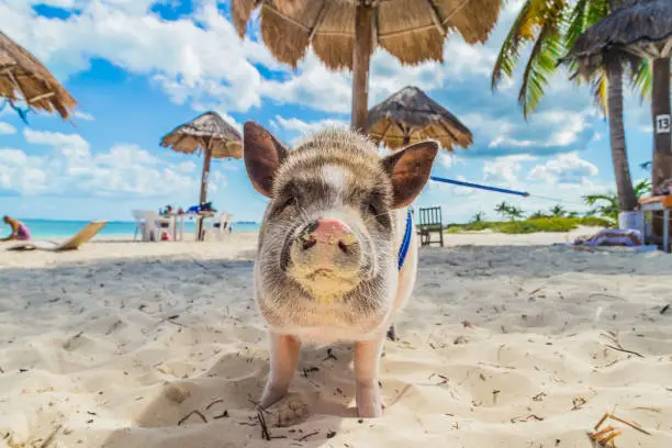 Photo of Pig on the beach. Dirty beach. Piglet under the palm trees