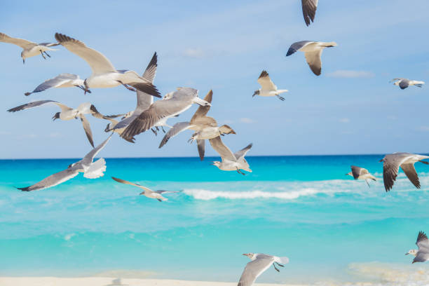 istock Seagulls on the beach. Cancun, Mexico 809081166