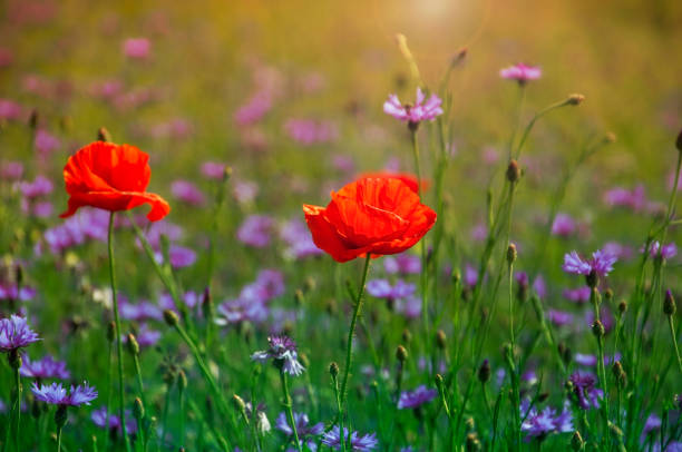 istock Red poppies and blue cornflowers 809081258