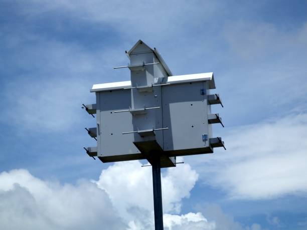 istock Purple Martin Birdhouse 809081524