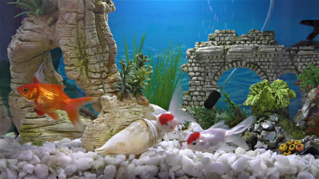 Fish in the aquarium – goldfish, black telescope goldfish