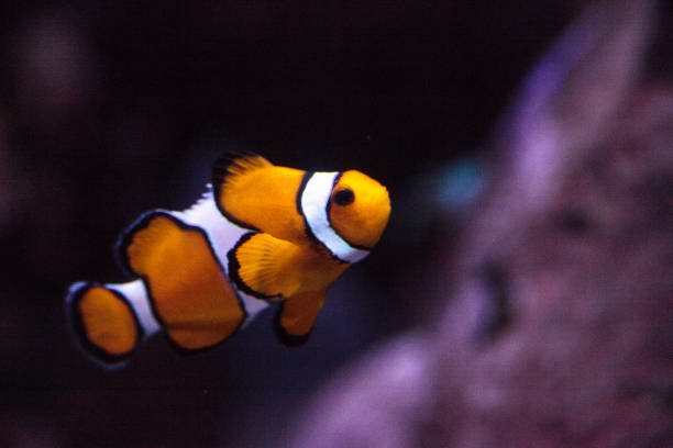 Clownfish, Amphiprioninae, in a marine fish and reef aquarium, staying close to its host anemone