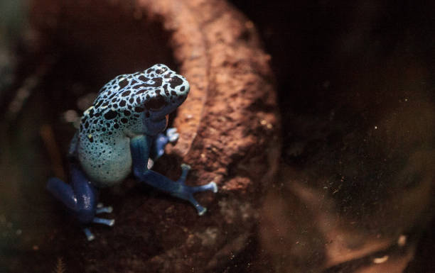 Blue poison dart frog Dendrobates tinctorius azureus Blue poison dart frog Dendrobates tinctorius azureus is known by its native name okopipi and is found in Suriname and Brazil. blue poison dart frog dendrobates tinctorius azureus stock pictures, royalty-free photos & images
