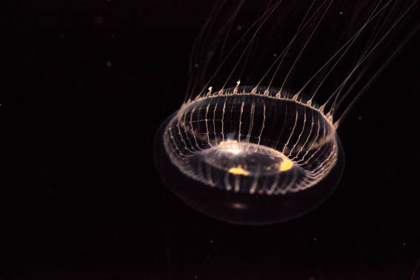 istock Crystal jellyfish Aequorea victoria 809095308