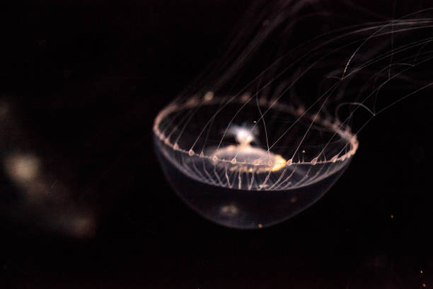 istock Crystal jellyfish Aequorea victoria 809095352