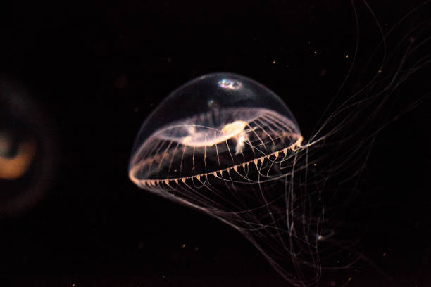 istock Crystal jellyfish Aequorea victoria 809095358