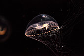 Crystal jellyfish Aequorea victoria