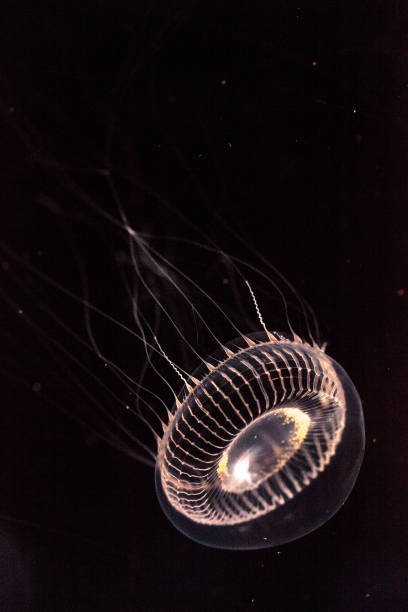 istock Crystal jellyfish Aequorea victoria 809095370