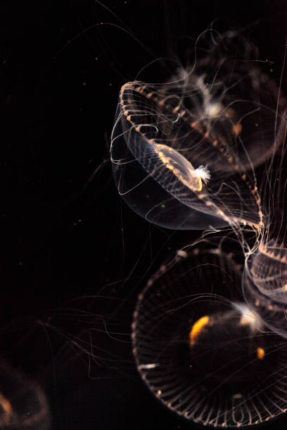 Crystal jellyfish Aequorea victoria