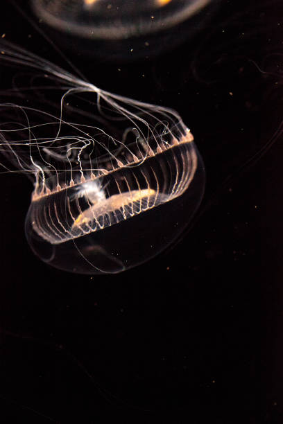 istock Crystal jellyfish Aequorea victoria 809095442