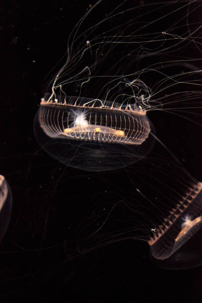 istock Crystal jellyfish Aequorea victoria 809095450