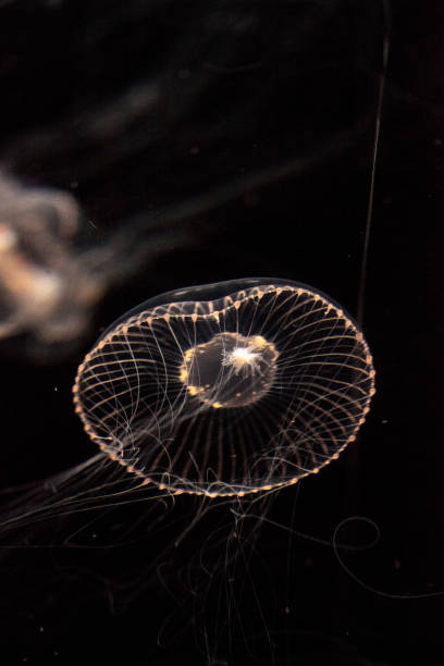 istock Crystal jellyfish Aequorea victoria 809095474