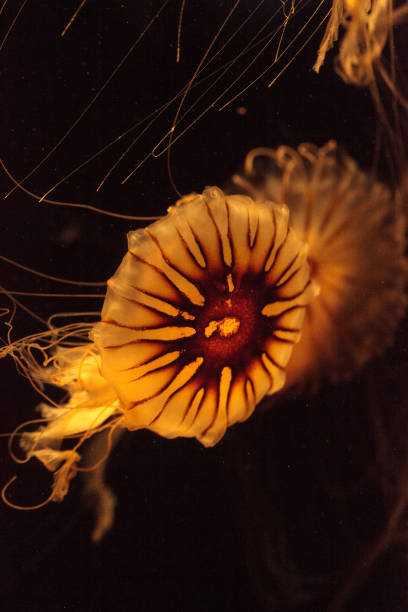 istock Japanese sea nettle Jellyfish, Chrysaora pacifica 809097998