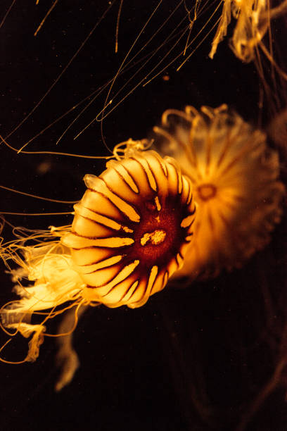 istock Japanese sea nettle Jellyfish, Chrysaora pacifica 809098000