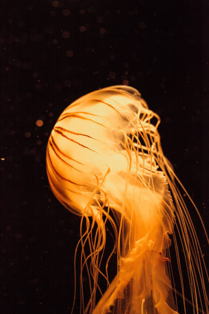 istock Japanese sea nettle Jellyfish, Chrysaora pacifica 809098004