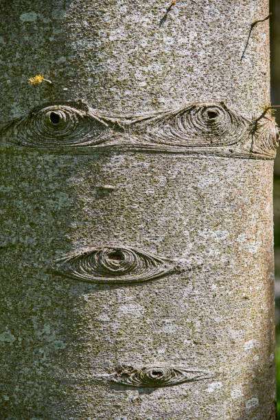 istock Close up of bark on a spruce tree 809100612