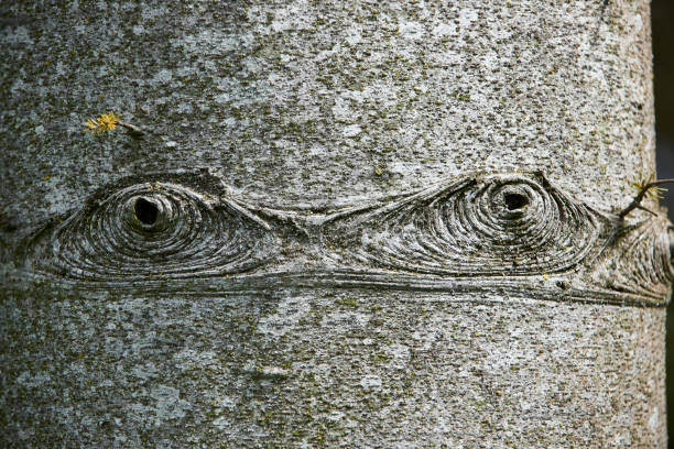 Old tree bark from spruce tree. Close up textured rough material